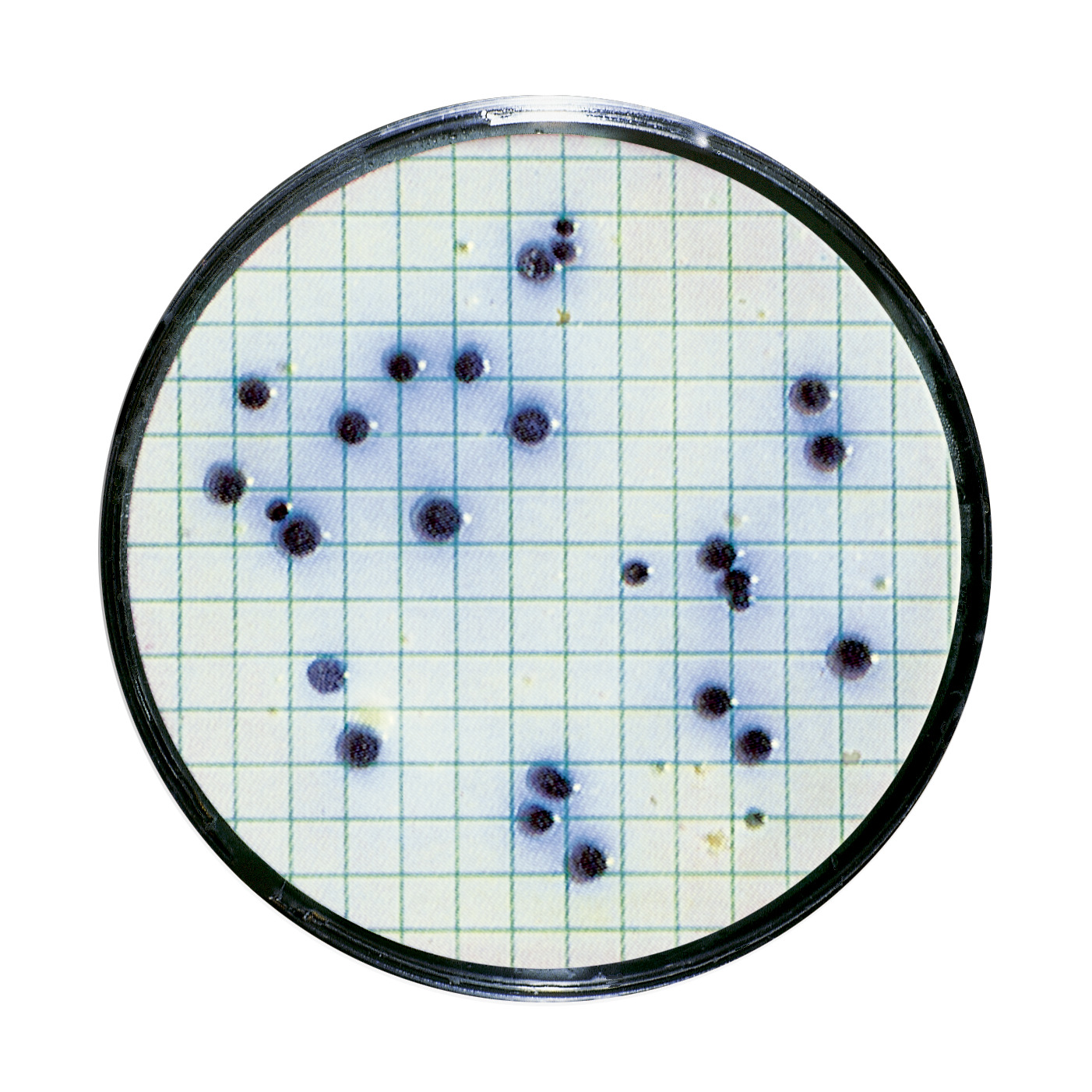 Testiranje vode i detekcija mikroorganizama | Žestoka pića - Sartorius Libra Elektronik