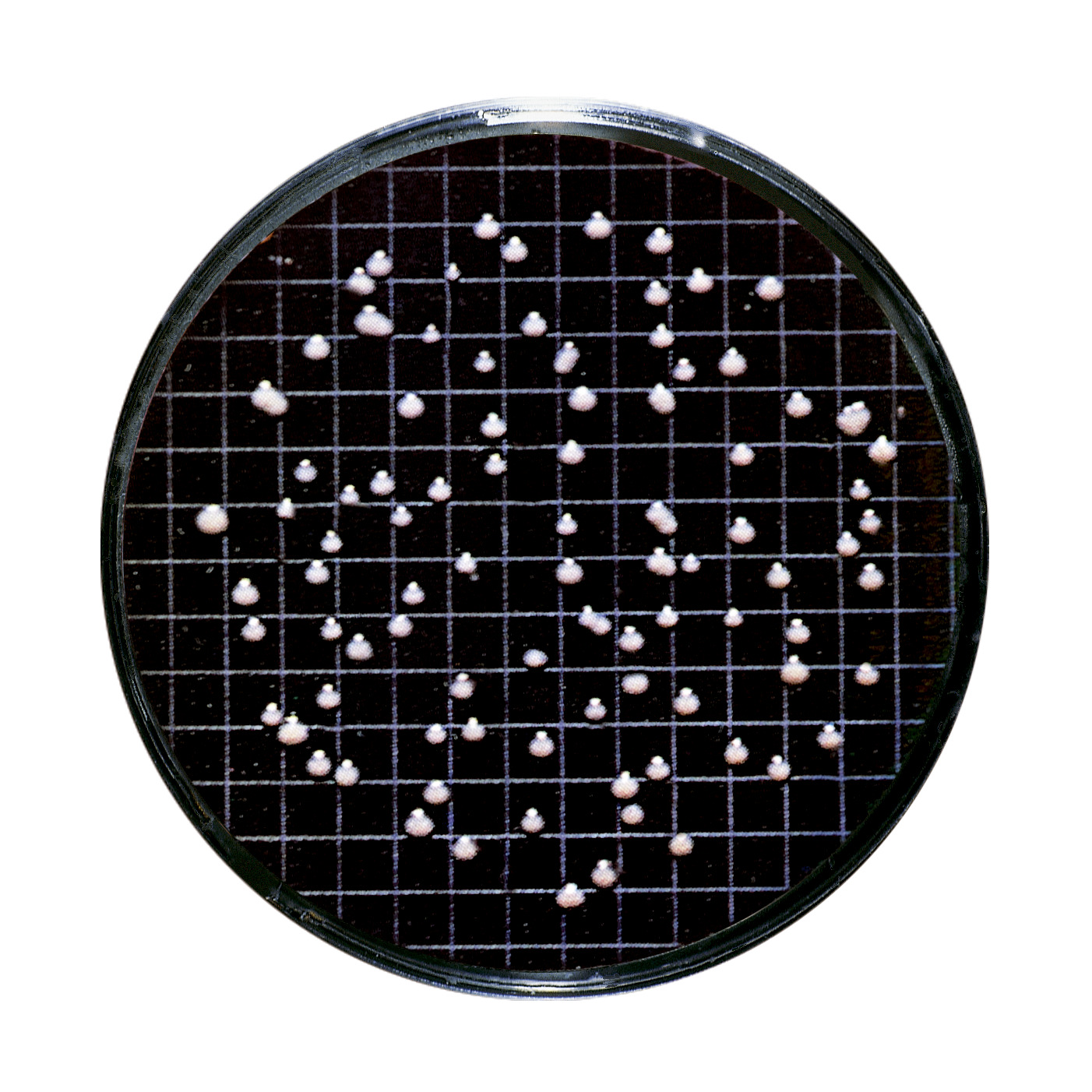 Detekcija mikroorganizama | Vino - Sartorius Libra Elektronik